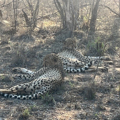 SACheetahSquare