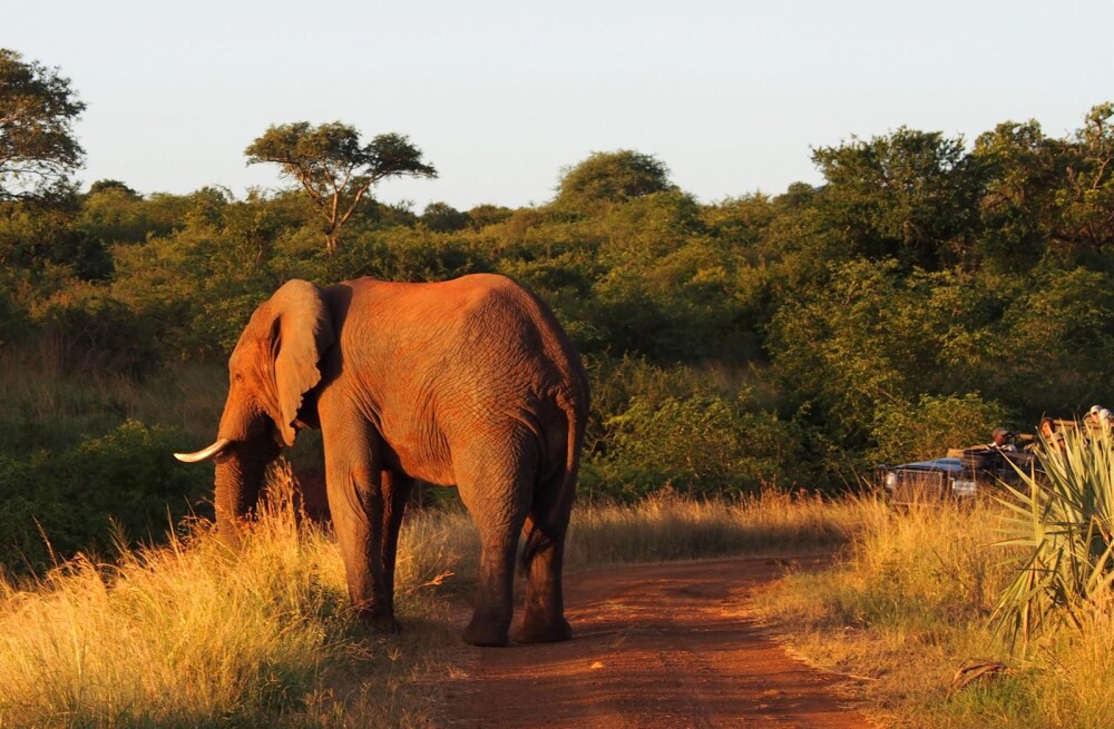 WJ Elephant South Africa