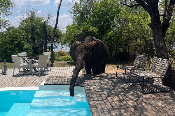 WT NPL Elephant Pool