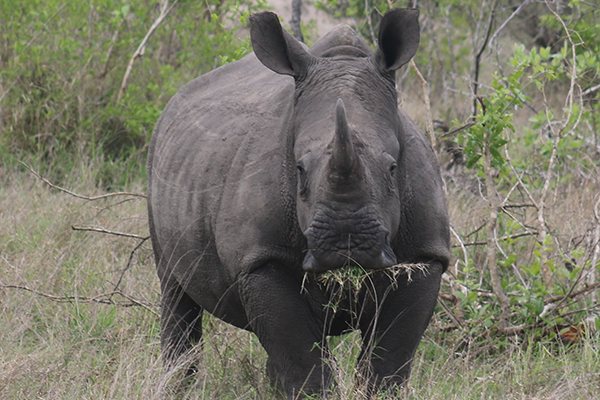 WT NPL Rhino
