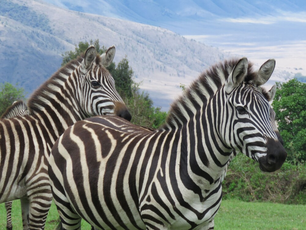 Zebra resized