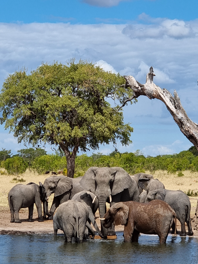 Zimbabwe 4 elephants