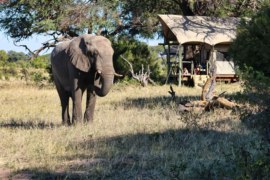 Zimbabwe 9 elephant lodge