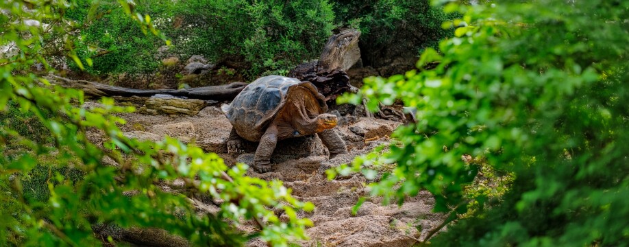 Galápagos Islands – In Darwin’s Footsteps