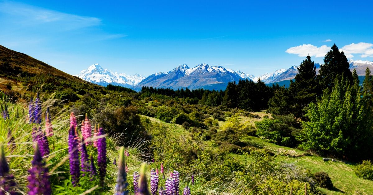 Unique South Island Experiences | World Travellers - World Travellers