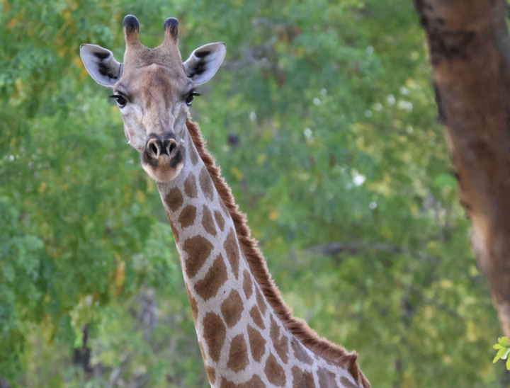 Zimbabwe 10 giraffe