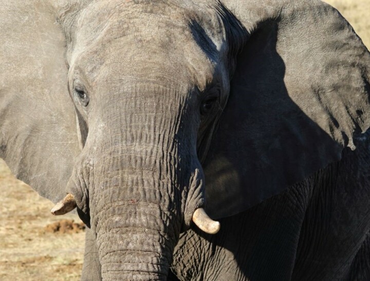 Zimbabwe 5 elephant