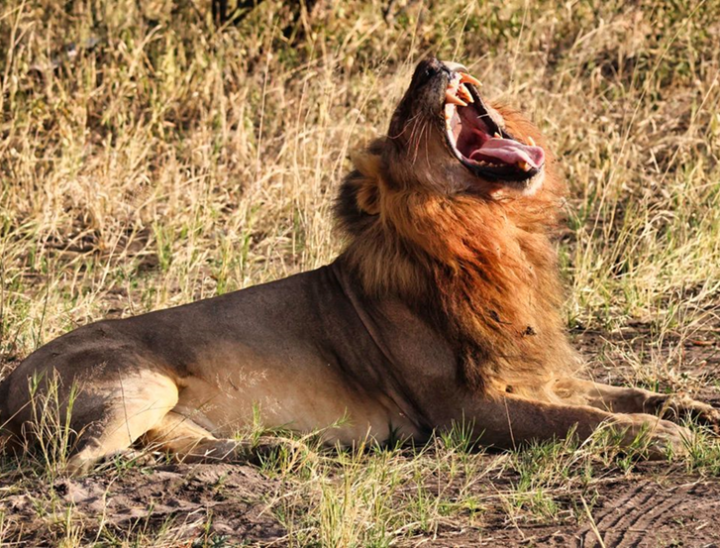 Zimbabwe 7 lion yawning