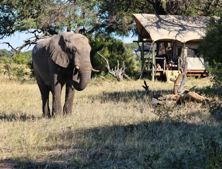 Zimbabwe 9 elephant lodge